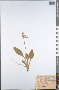 Primula veris subsp. veris, Восточная Европа, Центральный район (E4) (Россия)