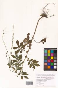 Репешок волосистый Ledeb., Сибирь, Дальний Восток (S6) (Россия)