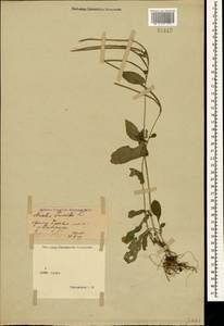 Pseudoturritis turrita (L.) Al-Shehbaz, Крым (KRYM) (Россия)