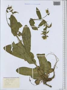 Pseudoturritis turrita (L.) Al-Shehbaz, Крым (KRYM) (Россия)