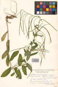 Pseudoturritis turrita (L.) Al-Shehbaz, Восточная Европа, Молдавия (E13a) (Молдавия)