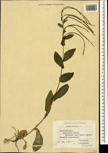 Pseudoturritis turrita (L.) Al-Shehbaz, Крым (KRYM) (Россия)