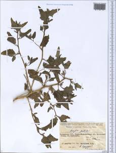 Chenopodium pallidum Moq., Средняя Азия и Казахстан, Памир и Памиро-Алай (M2) (Таджикистан)