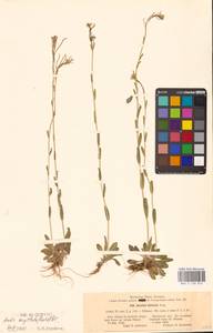 Резуха шершавая, Резуха волосистая (L.) Scop., Восточная Европа, Северо-Западный район (E2) (Россия)