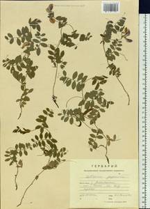 Чина японская Willd., Сибирь, Дальний Восток (S6) (Россия)
