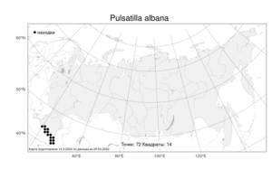 Pulsatilla albana, Прострел албанский (Steven) Bercht. & J. Presl, Атлас флоры России (FLORUS) (Россия)