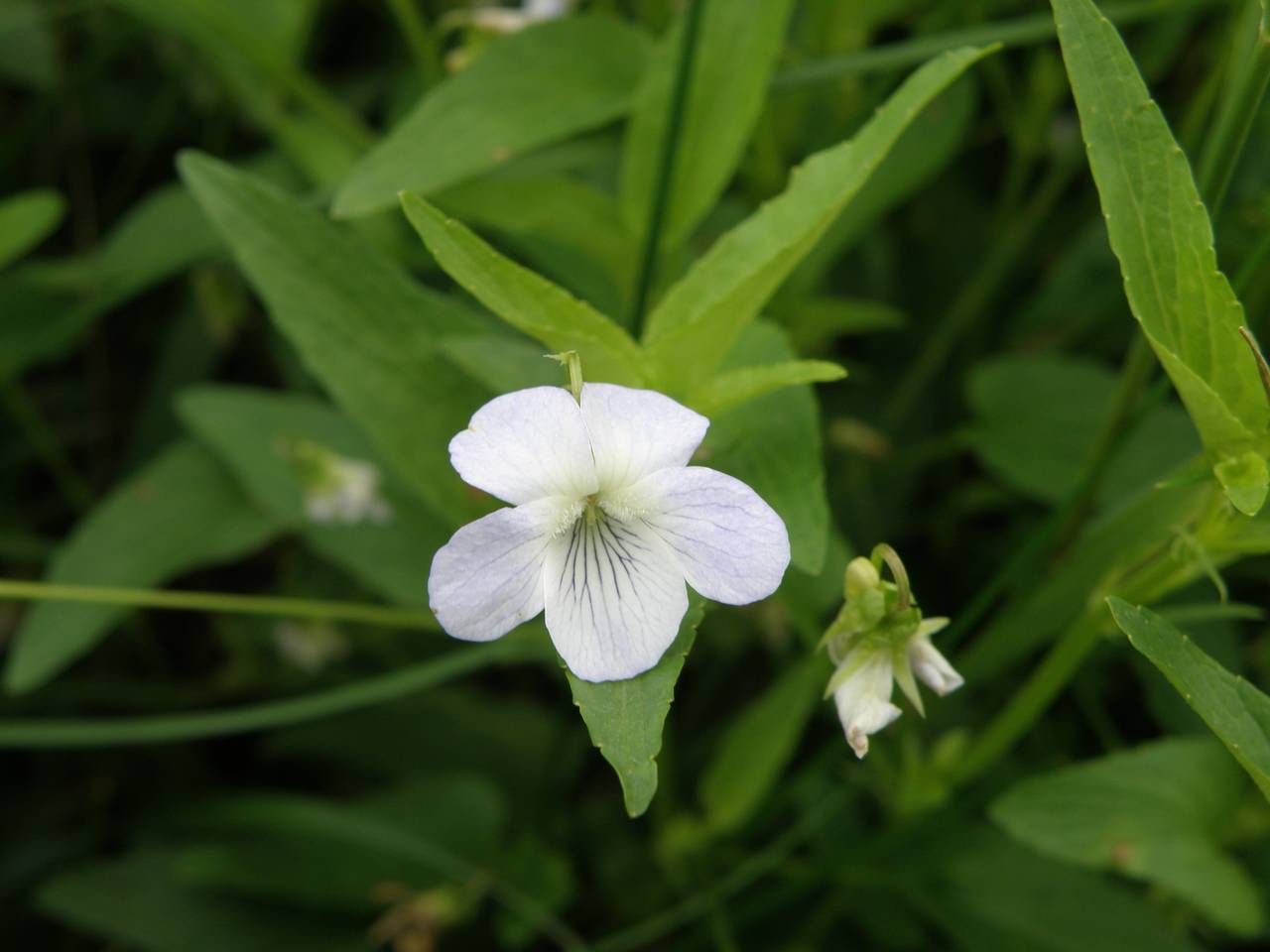 Viola stagnina Kit., Восточная Европа, Центральный район (E4) (Россия)