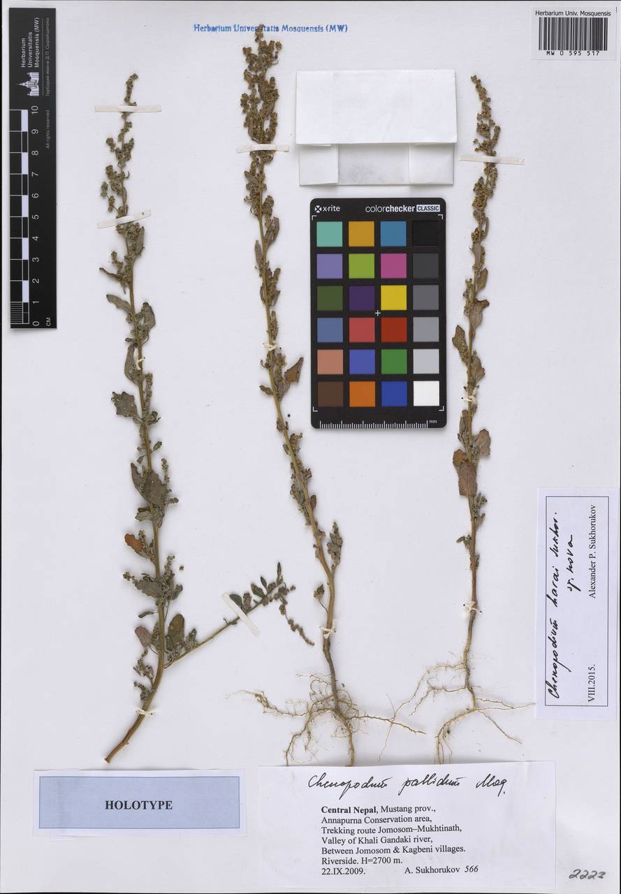 Chenopodium pallidum Moq., Зарубежная Азия (ASIA) (Непал)