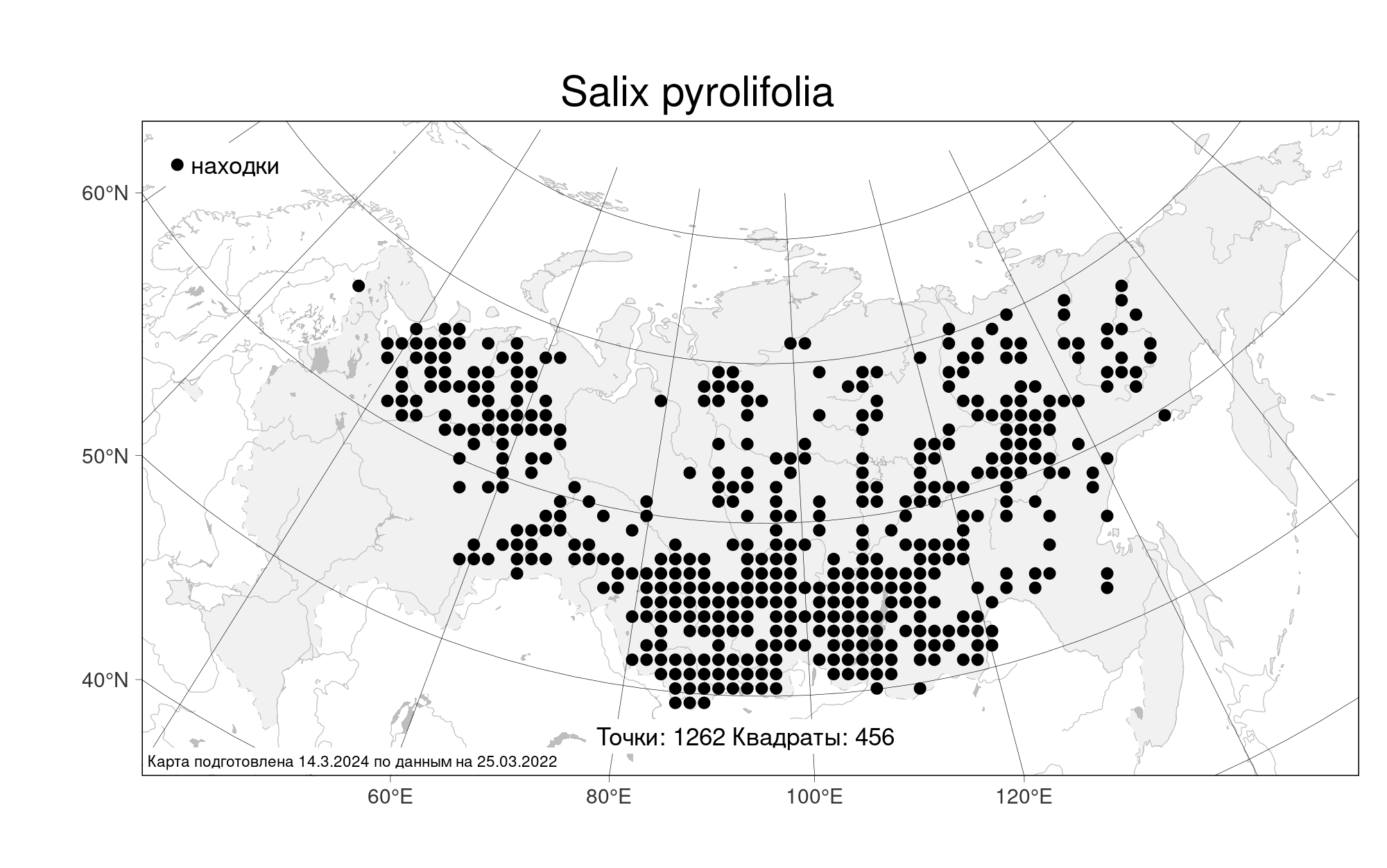 Ива грушанколистная фото