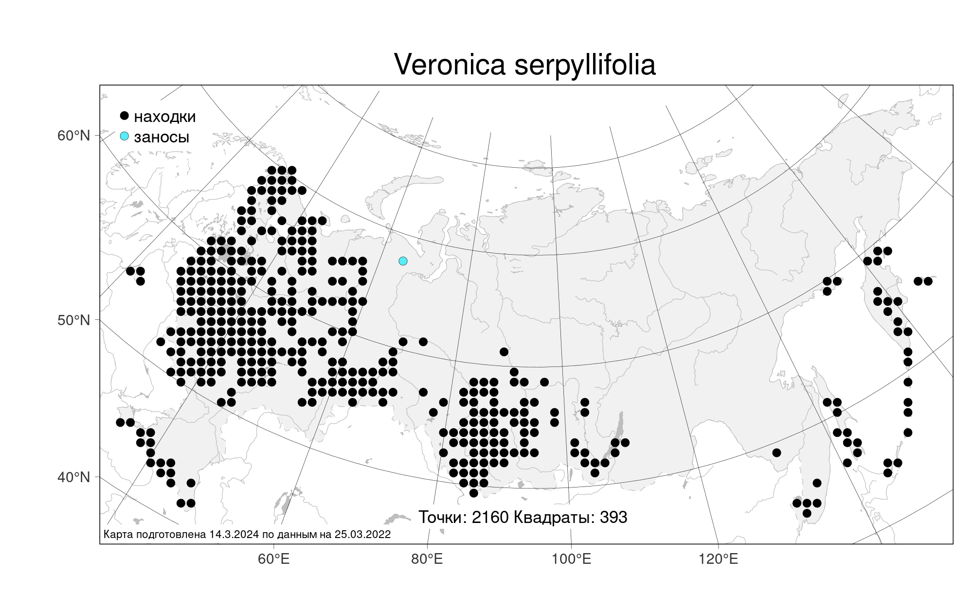 Вероника тимьянолистная фото