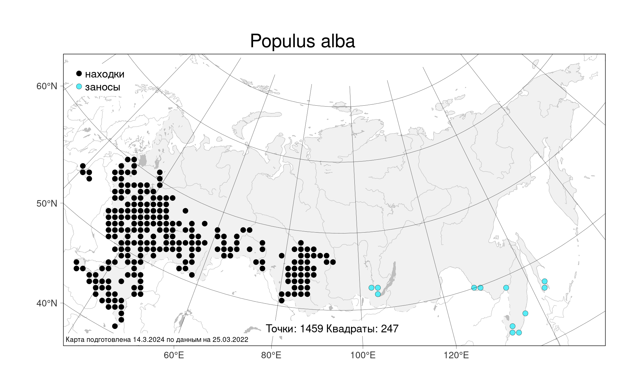 MW1064430, Populus alba (Тополь белый, Тополь серебристый), specimen